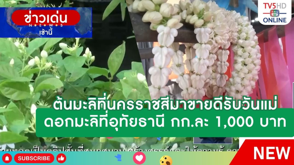 ต้นมะลิที่นครราชสีมาขายดีรับวันแม่ + ดอกมะลิที่อุทัยธานี กก.ละ 1,000 บาท