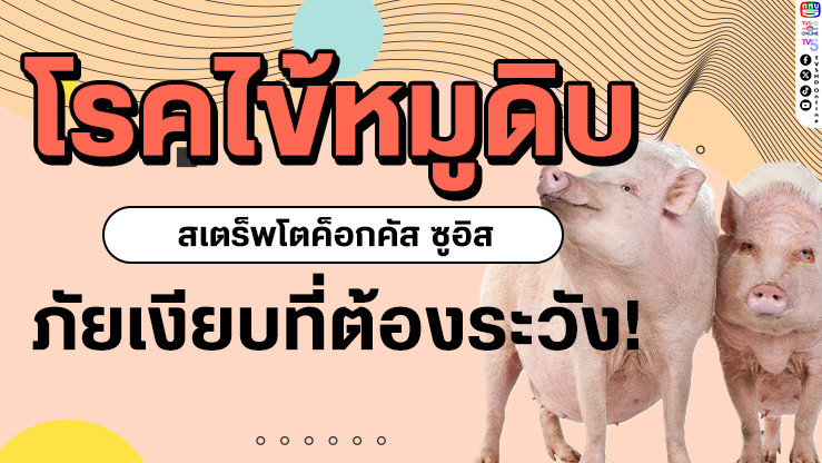 ระวัง! "โรคไข้หมูดิบ" ภัยเงียบจากเมนูโปรด!