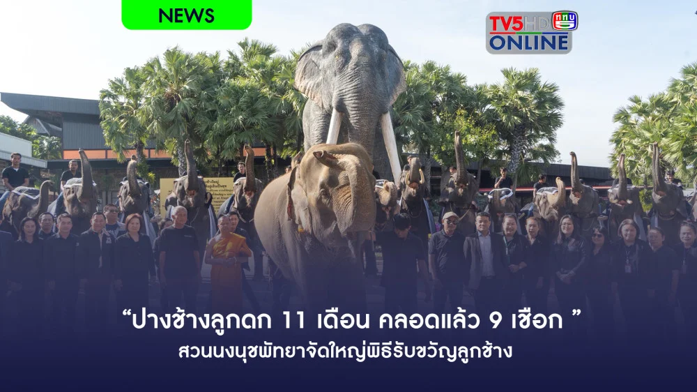“ปางช้างลูกดก 11 เดือน คลอดแล้ว 9 เชือก ” สวนนงนุชพัทยาจัดใหญ่พิธีรับขวัญลูกช้าง