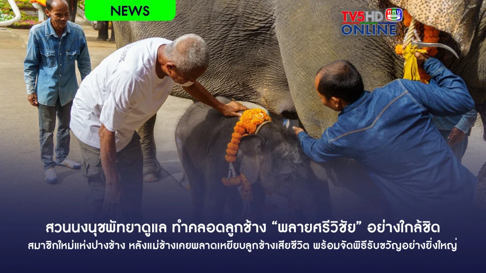 สวนนงนุชพัทยาดูแล ทําคลอดลูกช้าง “พลายศรีวิชัย” อย่างใกล้ชิด สมาชิกใหม่แห่งปางช้าง