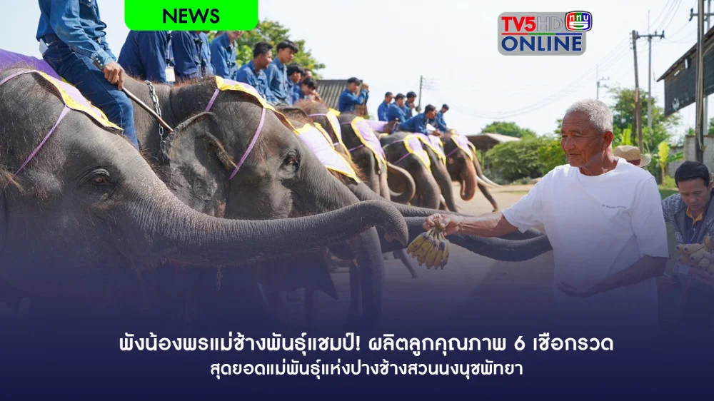 พังน้องพรแม่ช้างพันธุ์แชมป์! ผลิตลูกคุณภาพ 6 เชือกรวด สุดยอดแม่พันธุ์แห่งปางช้างสวนนงนุชพัทยา