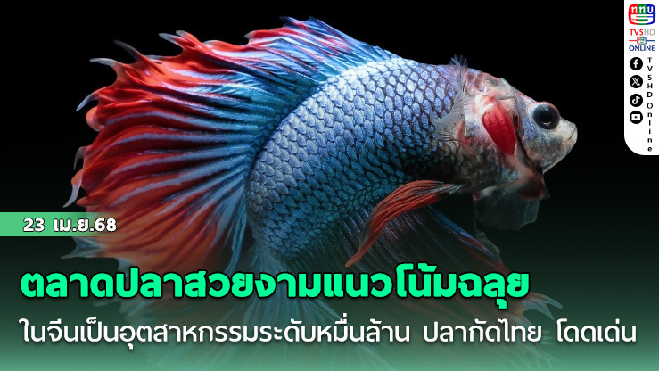ตลาดปลาสวยงามแนวโน้มฉลุย ในจีนเป็นอุตสาหกรรมระดับหมื่นล้านหยวน ปลากัดไทย โดดเด่นมาก