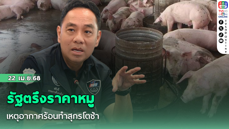 รัฐตรึงราคาหมู เหตุอากาศร้อนทำสุกรโตช้า