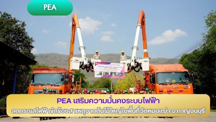 PEA เสริมความมั่นคงระบบไฟฟ้า ลดกระแสไฟฟ้าขัดข้องสาเหตุจากต้นไม้ใหญ่ในพื้นที่ วัดหมอเฒ่า จังหวัดกาญจนบุรี