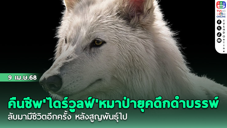 คืนชีพ'ไดร์วูลฟ์'หมาป่ายุคดึกดำบรรพ์ กลับมามีชีวิตอีกครั้ง หลังสูญพันธุ์ไป