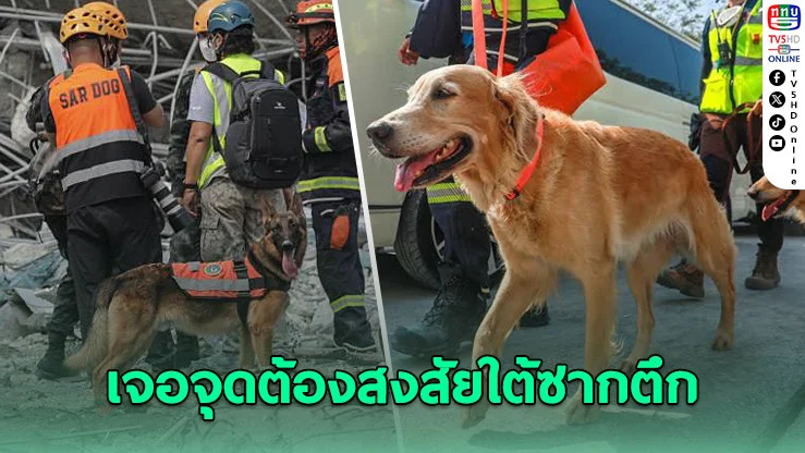 สุนัข K9 มุดโพรงโซน D ใต้ซากตึก'สตง.'ถล่ม เห่าส่งสัญญาณ บ่งชี้มีผู้สูญหายติดค้าง