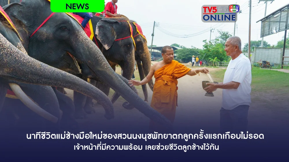 นาทีชีวิตแม่ช้างมือใหม่ของสวนนงนุชพัทยาตกลูกครั้งแรกเกือบไม่รอด เจ้าหน้าที่มีความพร้อมเลยช่วยชีวิตลูกช้างไว้ทัน