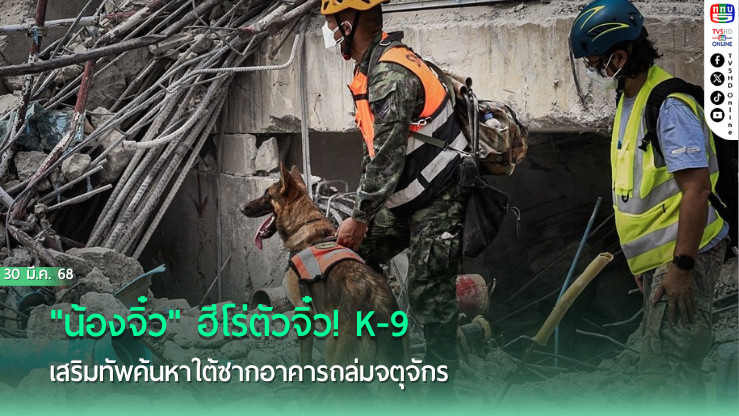 "น้องจิ๋ว" ฮีโร่ตัวจิ๋ว! K-9 เสริมทัพค้นหาใต้ซากอาคารถล่มจตุจักร