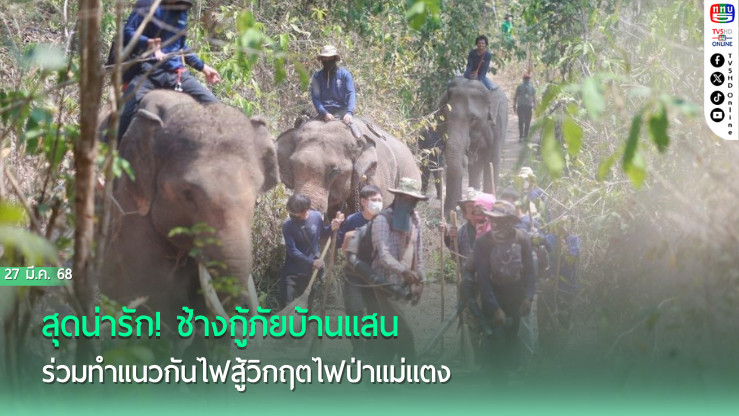 สุดน่ารัก! ช้างกู้ภัยบ้านแสน ร่วมทำแนวกันไฟสู้วิกฤตไฟป่าแม่แตง