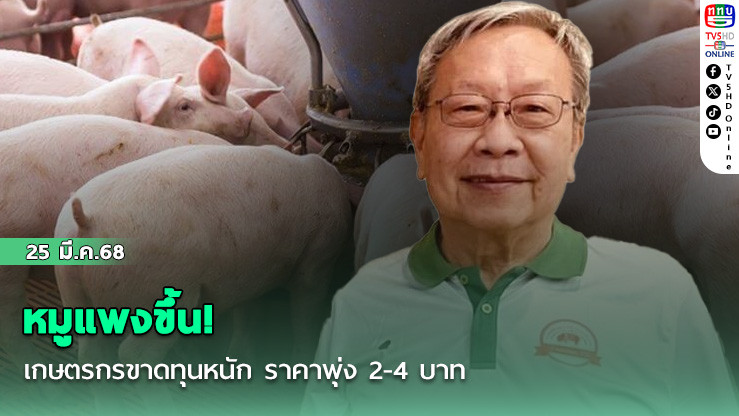 หมูแพงขึ้น! เกษตรกรขาดทุนหนัก ราคาพุ่ง 2-4 บาท