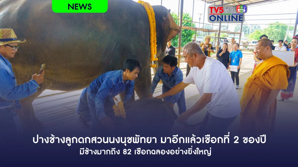 ปางช้างลูกดกสวนนงนุชพัทยา มาอีกแล้วเชือกที่ 2 ของปี    มีช้างมากถึง82เชือกฉลองอย่างยิ่งใหญ่