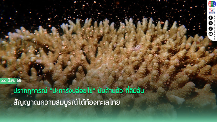 สิมิลันมหัศจรรย์  ปรากฏการณ์ปะการังปล่อยไข่