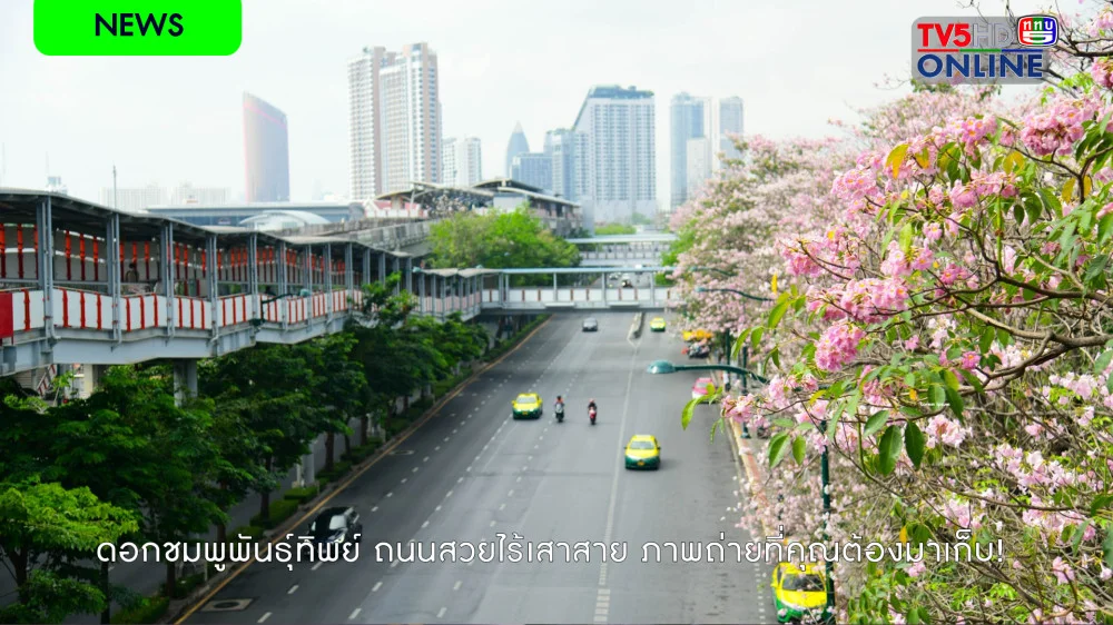 ดอกชมพูพันธุ์ทิพย์ ถนนสวยไร้เสาสาย ภาพถ่ายที่คุณต้องมาเก็บ!