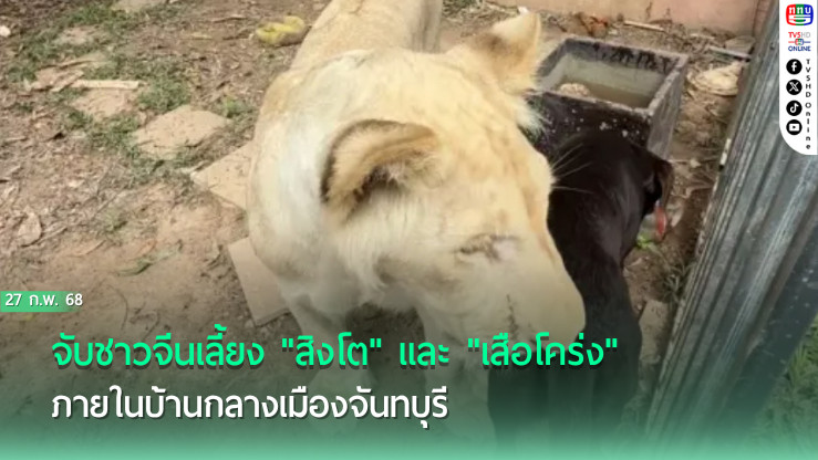 จับชาวจีนเลี้ยง "สิงโต" และ "เสือโคร่ง" ภายในบ้านกลางเมืองจันทบุรี