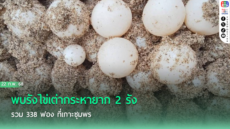 พบรังไข่เต่ากระหายาก 2 รัง รวม 338 ฟอง ที่เกาะชุมพร