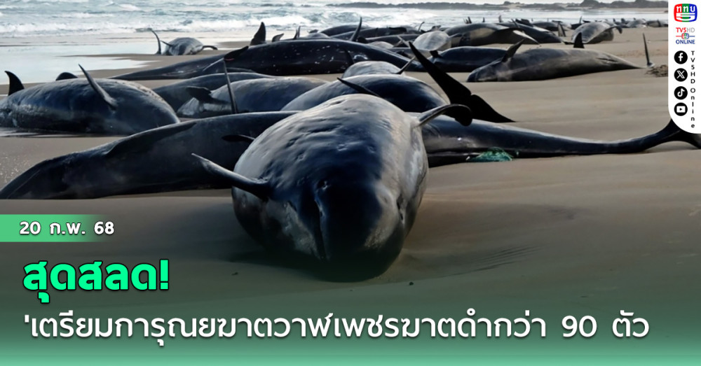 สุดสลด! 'ออสเตรเลีย'เตรียมการุณยฆาตฝูงวาฬเพชรฆาตดำเกยตื้นกว่า 90 ตัว