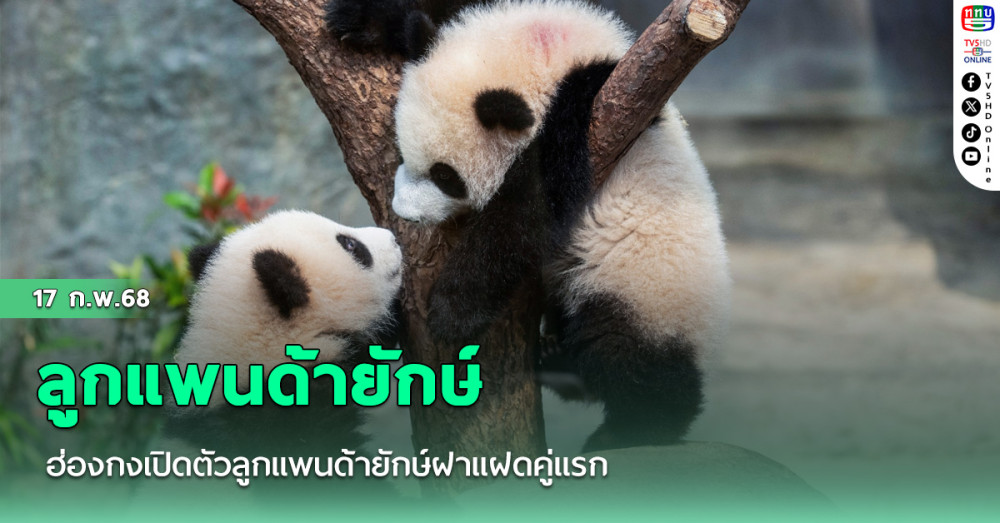 ฮ่องกงเปิดตัวลูกแพนด้ายักษ์ฝาแฝดคู่แรก 