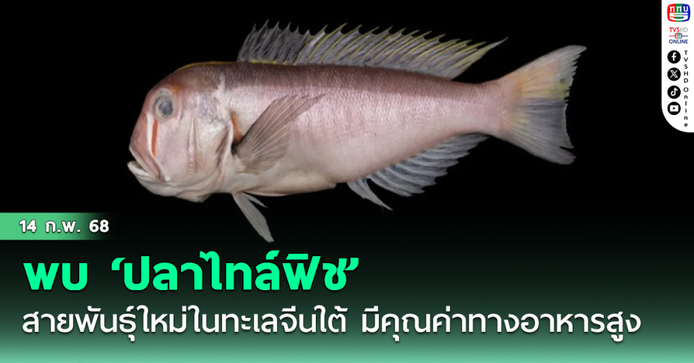 นักวิจัยจีนพบ ‘ปลาไทล์ฟิช’ สายพันธุ์ใหม่ในทะเลจีนใต้ มีคุณค่าทางอาหารสูง