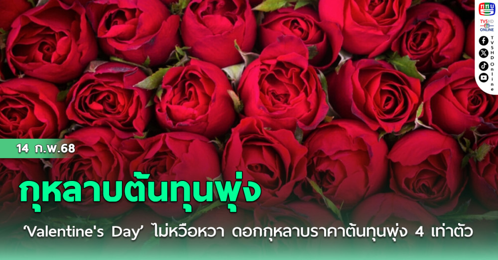 ‘Valentine's Day’ ไม่หวือหวา ดอกกุหลาบราคาต้นทุนพุ่ง 4 เท่าตัว คาดพิษเศรษฐกิจยอดสั่งลดลง