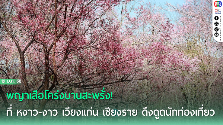 พญาเสือโคร่งบานสะพรั่ง! ที่เวียงแก่น