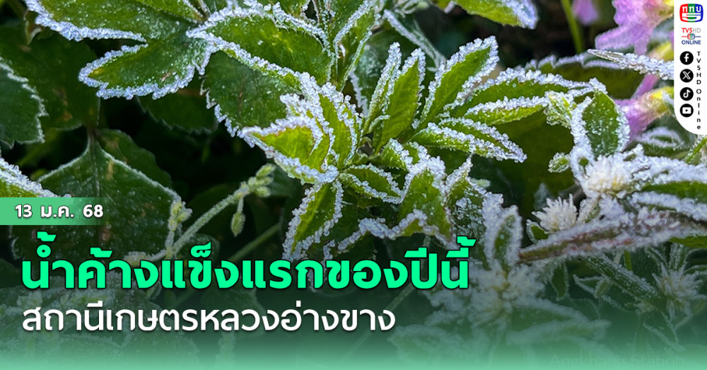 สถานีเกษตรหลวงอ่างขาง เปิดภาพน้ำค้างแข็งแรกของปีนี้