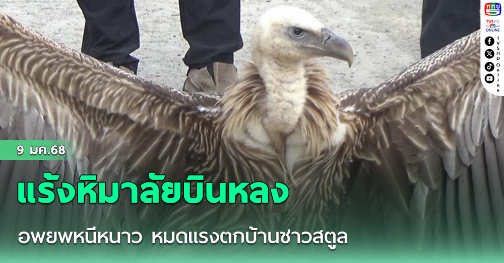 แร้งหิมาลัยบินหลง อพยพหนีหนาว หมดแรงตกบ้านชาวสตูล