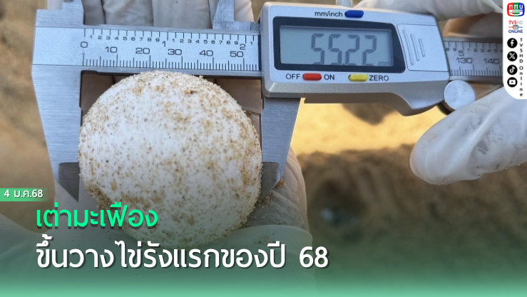 เต่ามะเฟืองขึ้นวางไข่รังแรกของปี 68 
