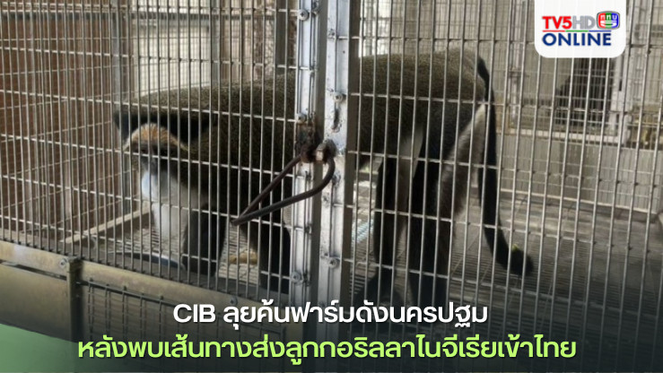 CIB'ลุยค้นฟาร์มดัง'นครปฐม'หลังพบเส้นทางส่งลูกกอริลลาไนจีเรียเข้าไทย พบสัตว์ป่าควบคุมเพียบ
