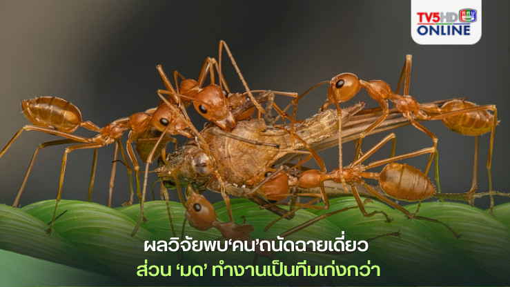ผลวิจัยพบ‘คน’ถนัดฉายเดี่ยว ส่วน‘มด’ทำงานเป็นทีมเก่งกว่า