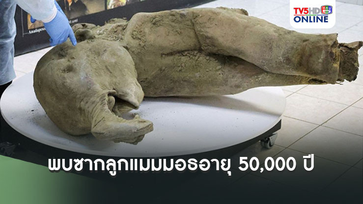 พบซากลูกแมมมอธอายุกว่า 5 หมื่นปีในสภาพสมบูรณ์ในแถบไซบีเรีย