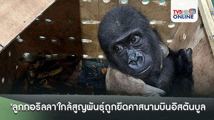'ลูกกอริลลา'ใกล้สูญพันธุ์ถูกยึดคาสนามบินอิสตันบูล พบกำลังถูกส่งมาที่กรุงเทพฯ