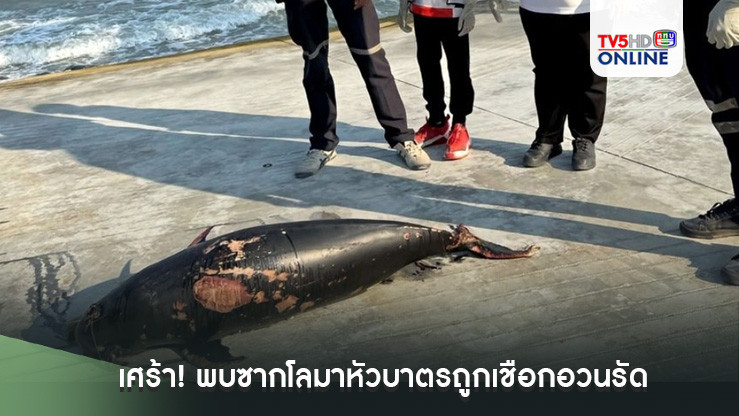 เศร้า! พบซากโลมาหัวบาตรถูกเชือกอวนรัดหางตายเกยตื้นหาดหัวหิน