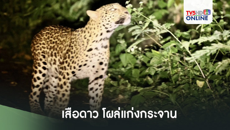 เสือดาว โผล่แก่งกระจาน