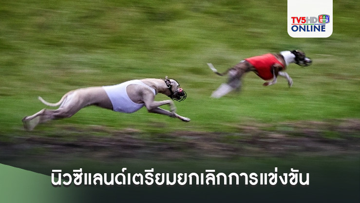 นิวซีแลนด์จะยกเลิกแข่งขันสุนัขเกรย์ฮาวนด์