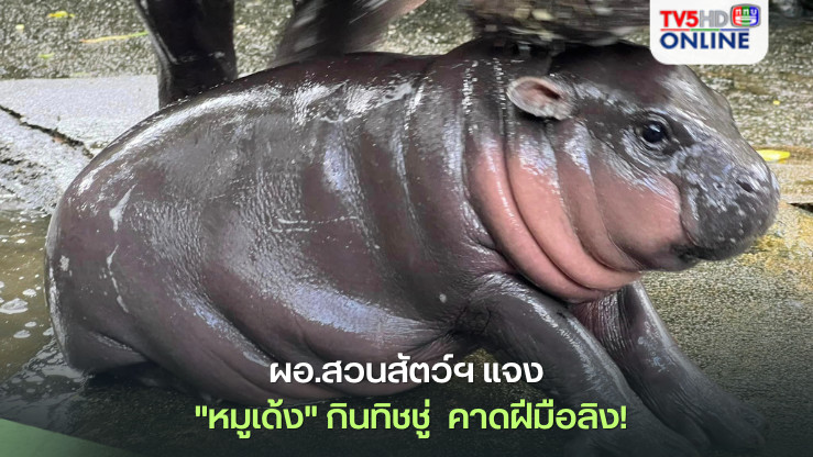 ผอ.สวนสัตว์ฯ แจง "หมูเด้ง" กินทิชชู่  คาดฝีมือลิง!