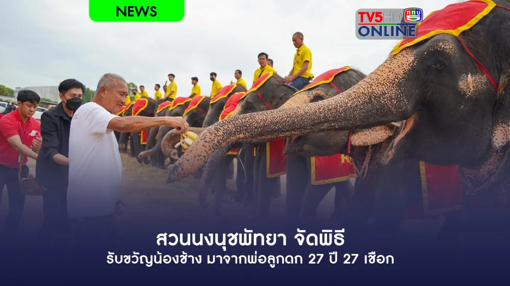 สวนนงนุชพัทยาจัดพิธีรับขวัญน้องช้าง มาจากพ่อลูกดก 27 ปี 27 เชือก