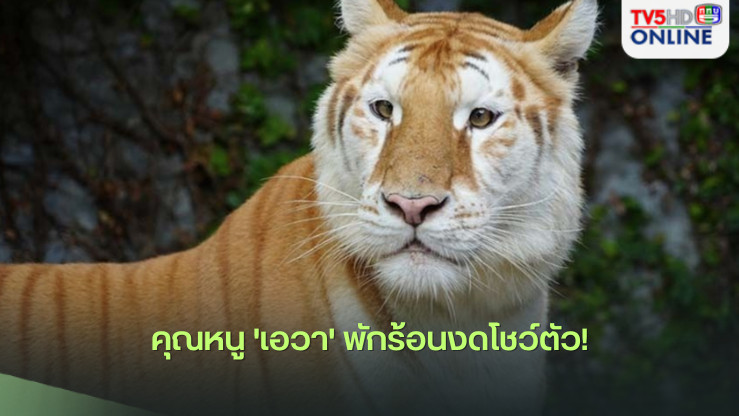 'น้องเอวา'ลาพักร้อน! งดโชว์ตัวอยู่ในช่วงวัยเจริญพันธุ์-โตเป็นสาว