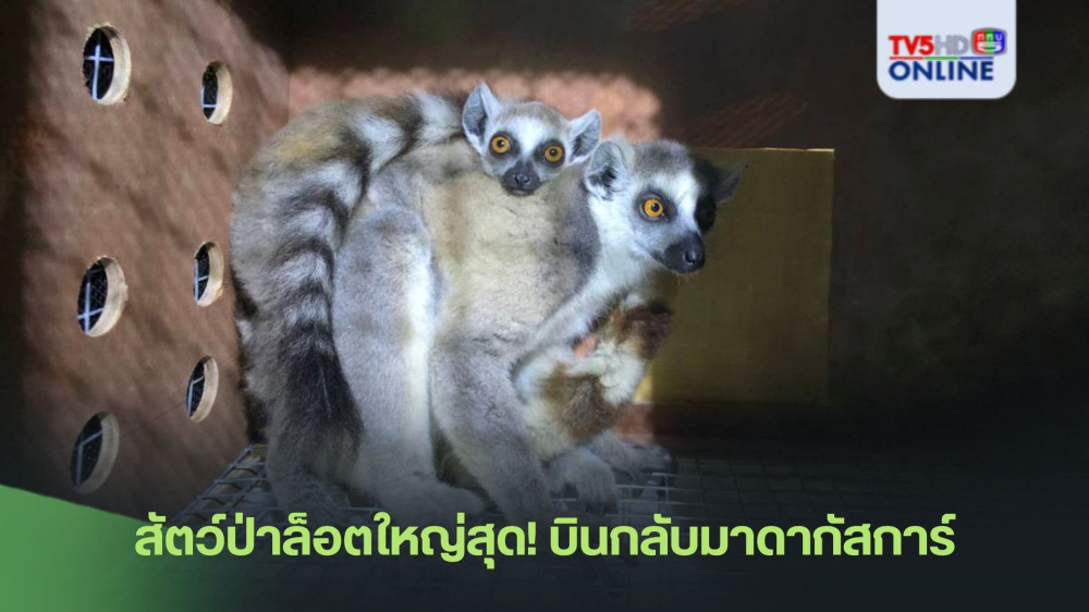 สัตว์ป่าล็อตใหญ่สุด! บินกลับมาดากัสการ์