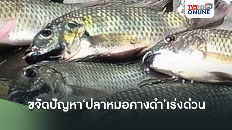 เปิดมาตรการเชิงรุกขจัดปัญหา‘ปลาหมอคางดำ’ระยะเร่งด่วน ตั้งเป้า 3 ล้านกิโลกรัม
