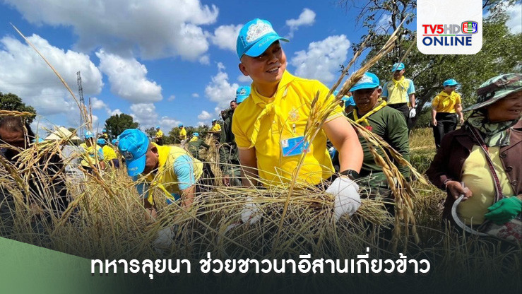 ทหารลุยนา ช่วยชาวนาอีสานเกี่ยวข้าว 