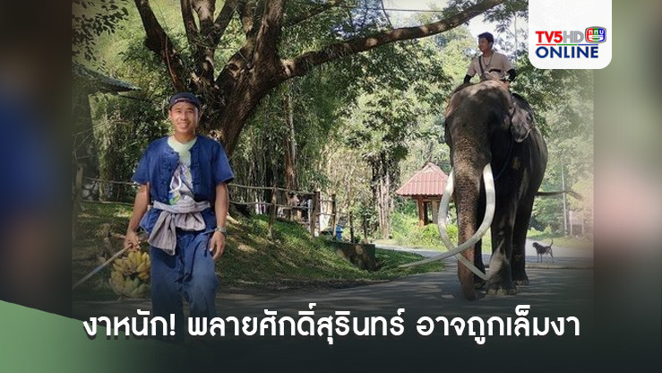 งาหนัก! พลายศักดิ์สุรินทร์ อาจถูกเล็มงา