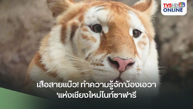 รู้จัก 'น้องเอวา' เสือสายแบ๊วแห่งเชียงใหม่ไนท์ซาฟารี