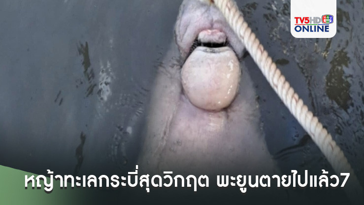 หญ้าทะเลกระบี่สุดวิกฤต ตาย 90% พะยูน 26 ตัวตายไปแล้ว7ในรอบ7เดือนเหตุ-อดตาย-เรือชน-ป่วย