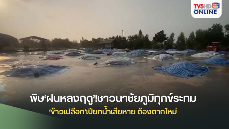 พิษ‘ฝนหลงฤดู’!ชาวนาชัยภูมิทุกข์ระทม ‘ข้าวเปลือก’เปียกน้ำเสียหาย ต้องตากใหม่