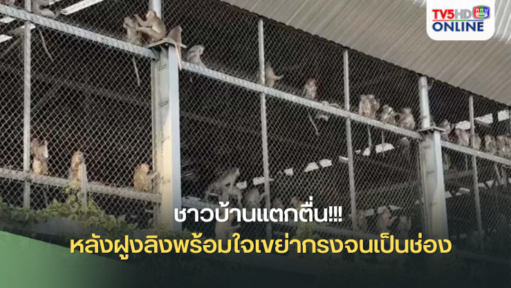 ชาวบ้านแตกตื่น!!! หลังฝูงลิงพร้อมใจเขย่ากรงจนเป็นช่อง