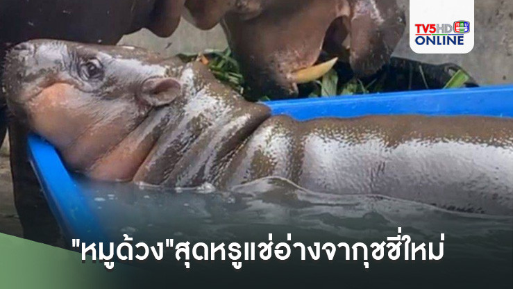 "หมูด้วง"สุดหรูแช่อ่างจากุชชี่ใหม่