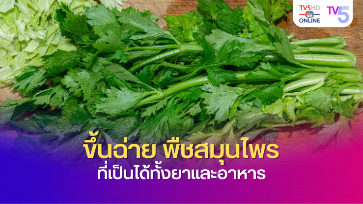 ขึ้นฉ่าย สมุนไพรสารพัดประโยชน์! เพิ่มสุขภาพ แข็งแรงได้ง่ายๆ ด้วยพืชในครัว