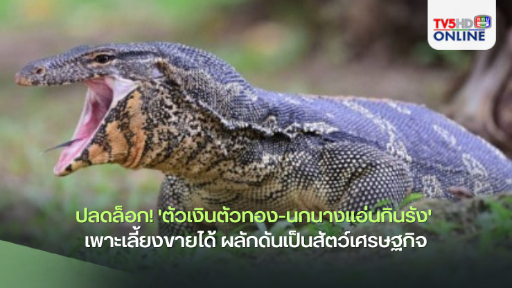 ปลดล็อก! 'ตัวเงินตัวทอง-นกนางแอ่นกินรัง' เพาะเลี้ยงขายได้ ผลักดันเป็นสัตว์​เศรษฐกิจ​
