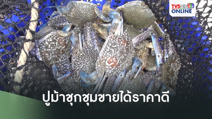 ประมงพื้นบ้านสงขลาอาศัยช่วงลมไม่แรง ออกจับปูม้ากำลังชุกชุมขายได้ราคาดี