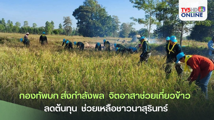 กองทัพบก ส่งกำลังพล  จิตอาสาช่วยเกี่ยวข้าว  ลดต้นทุน  ช่วยเหลือชาวนาสุรินทร์ 
